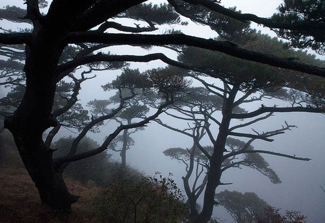 Сосны в тумане - горы Хуаншань