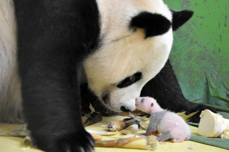 Сафари парк - Гуанчжоу - панда и ее малыш