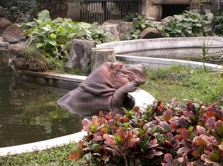 Бегемот в  бассейне - Гуанчжоу