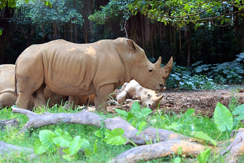 Сафари парк Chimelong - носорог