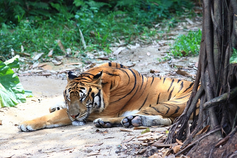 Гуанчжоу - Сафари парк - тигр