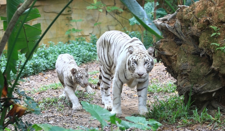 Сафари - Chimelong Гуанчжоу - белые тигры
