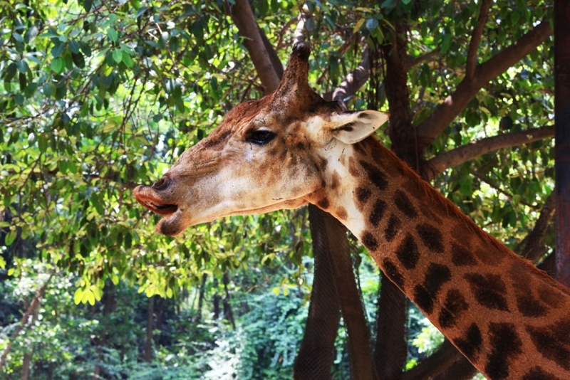 Сафари парк в Гуанчжоу - жираф