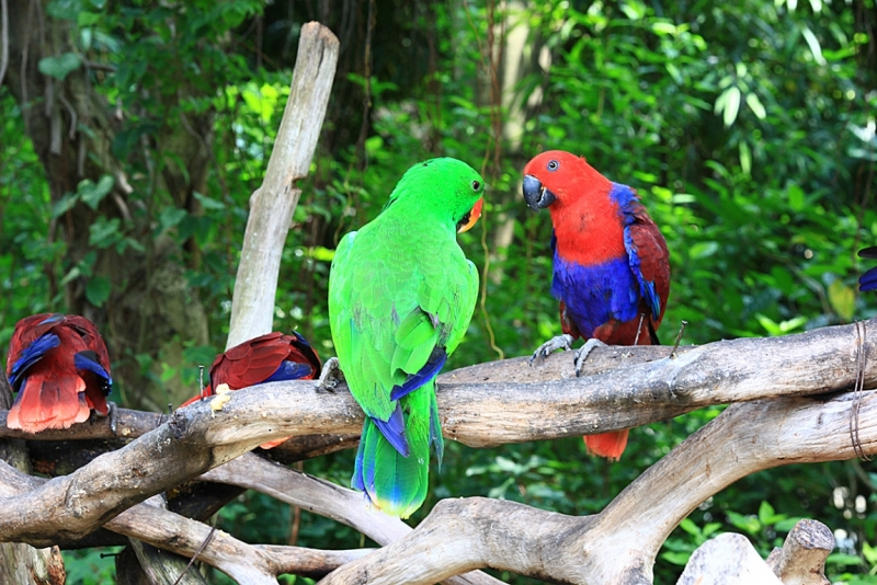 Сафари парк в Гуанчжоу - попугаи