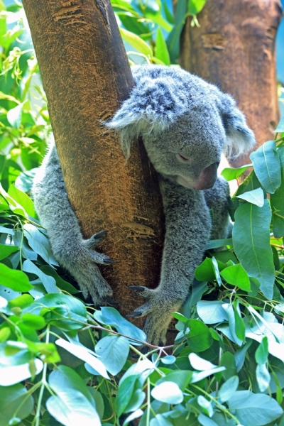 Сафари парк Гуанчжоу - спящий коала