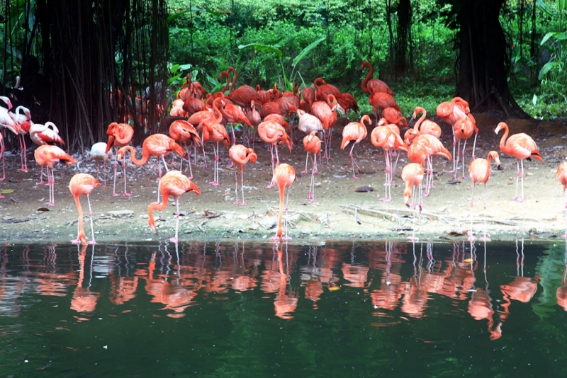 Сафари парк - Гуанчжоу - стая фламинго