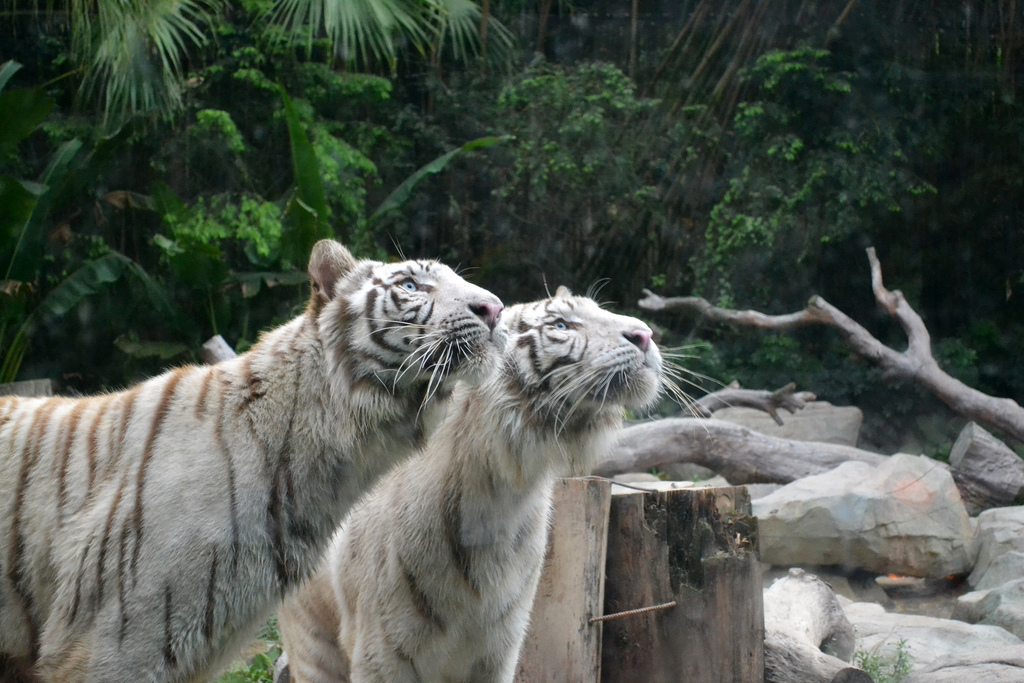 Белые тигры в зоопарке Гуанчжоу