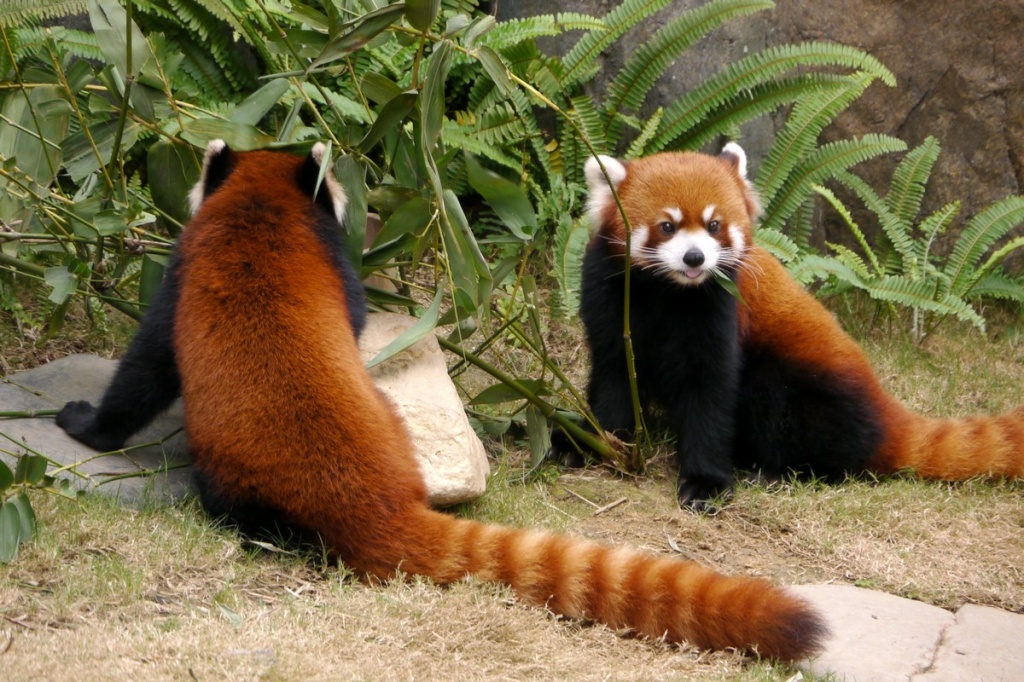 Красная панда в зоопарке Гуанчжоу