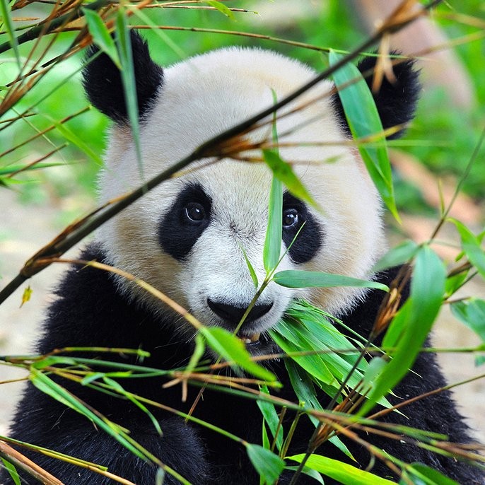 Панда в зоопарке Гуанчжоу