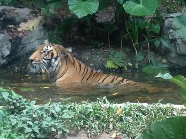 Тигр в зоопарке - Гуанчжоу