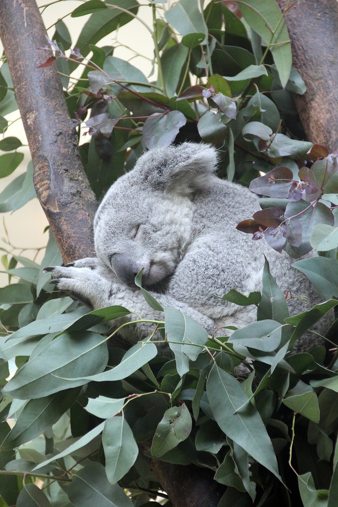 Плюшевый мишка коала - Гуанчжоу